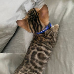  Beautiful Bengals for sale