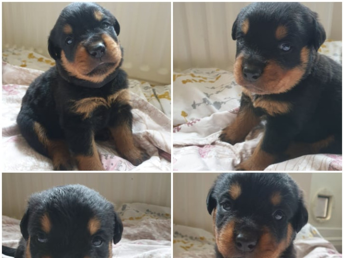8 Playful Rottweilers for sale... in Buckingham