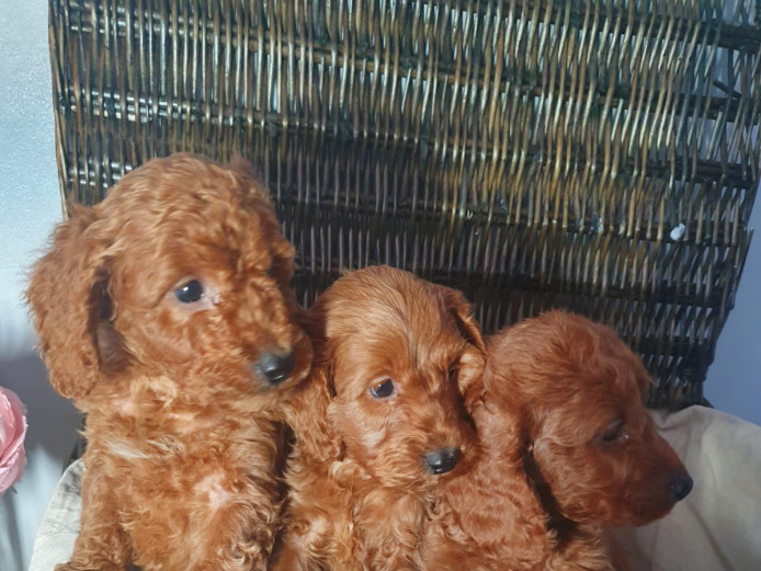 Cockapoo puppies 8 available 