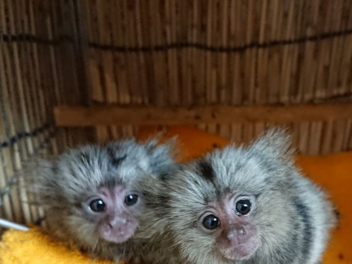 Ppygmy marmoset and Capuchin Monkeys for sale WhatsApp::+447418365732