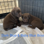 Diligent Boys And Girls Chocolate Labrador  Puppies