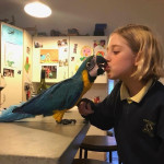 Blue and gold macaw available for sale to any responsible family.
