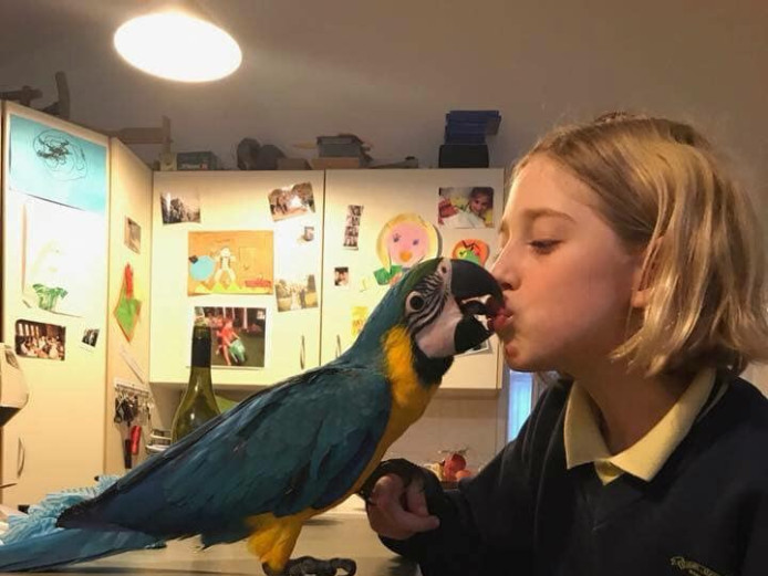 Blue and gold macaw available for sale to any responsible family.