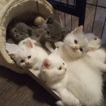 Pure white and blue british shorthairs . Male and female in the litter 