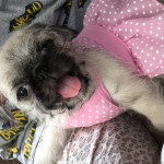 Adorable pug x puppies for sale 