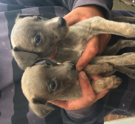 Whippet puppies for sale 