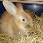 Mini lop x baby rabbit for sale 14 weeks old