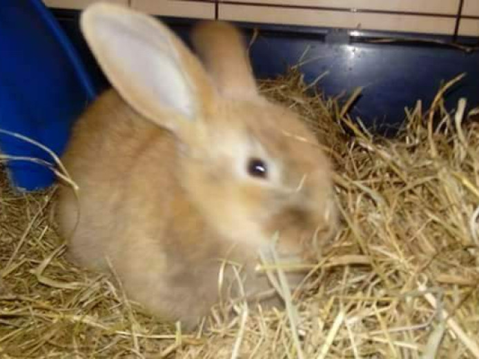 Mini lop x baby rabbit for sale 14 weeks old
