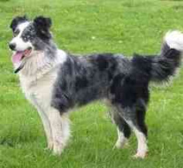 Welsh Collie