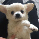 Adorable Litter Of 7 Chihuahua Puppies for Sale