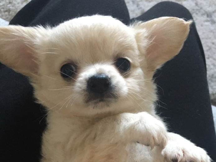Adorable Litter Of 7 Chihuahua Puppies for Sale