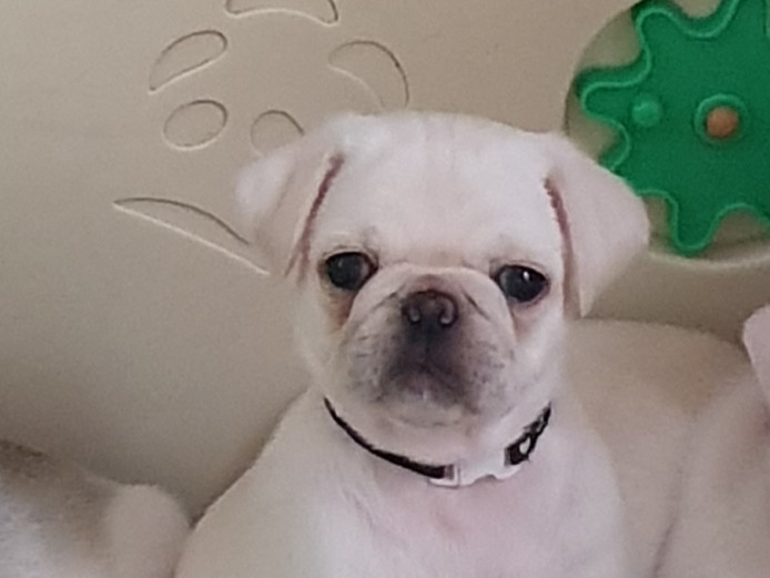White male pug puppies for sale 