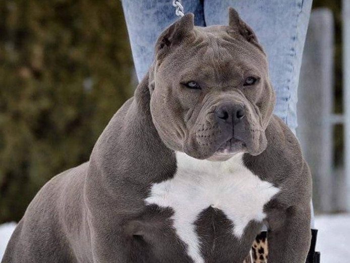 Bully Xl For Stud