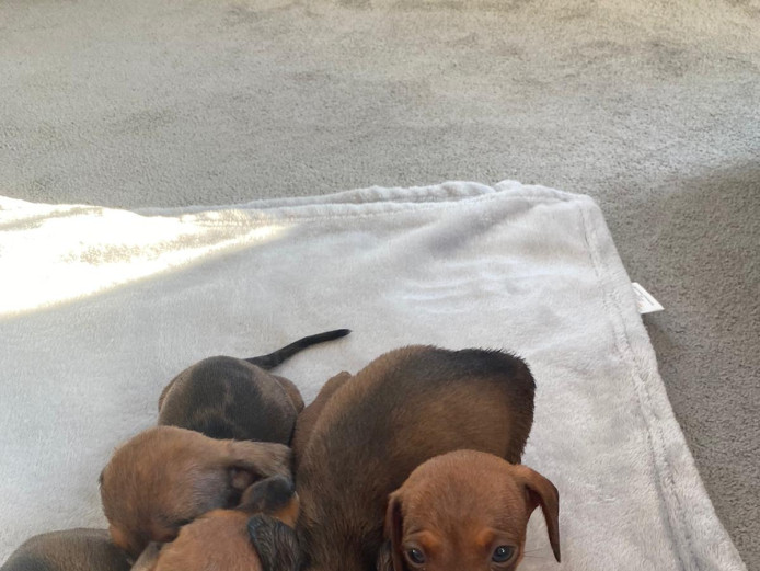 Dachshund puppies for sale 