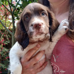 KC Registered English Springer Spaniel puppies for sale