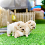 Adorable cream chow chow puppies