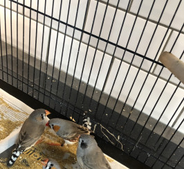 Zebra Finches in Greenhithe