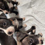 Beautiful bully puppies for sale