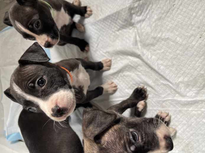 Beautiful bully puppies for sale