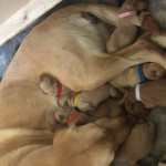 Gorgeous Labrador puppies for sale