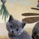 Pure high-quality British shorthair kitten 5 boys and 2 girl  for sale 