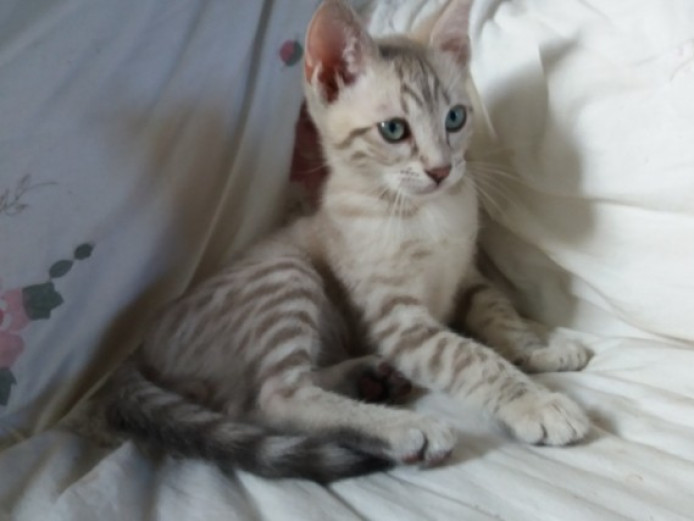Pedigree Snow Spotted Snowshoe X Bengal Kittens Snowshoe for Sale