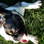 Male french bulldog for sale