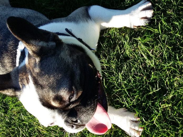 Male french bulldog for sale