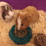 TWO LOVELY MALE GUINEA PIGS FOR SALE