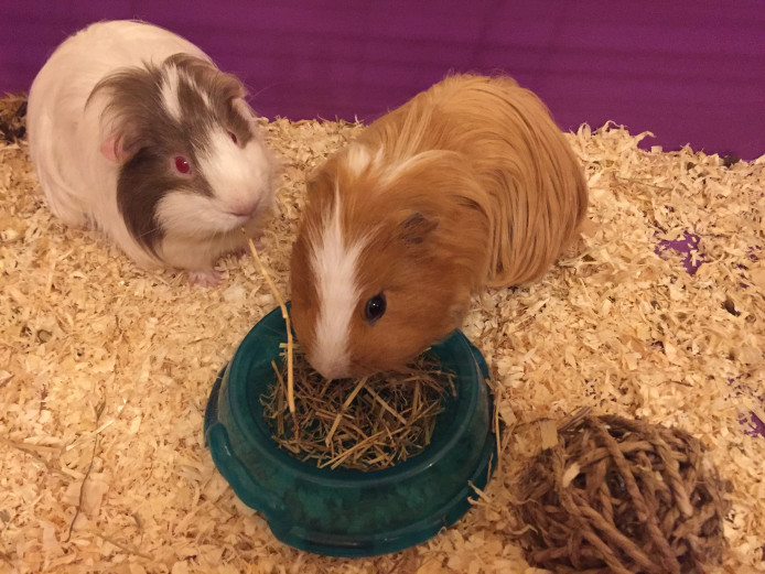 TWO LOVELY MALE GUINEA PIGS FOR SALE