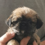 Chunky pugzu puppies for sale