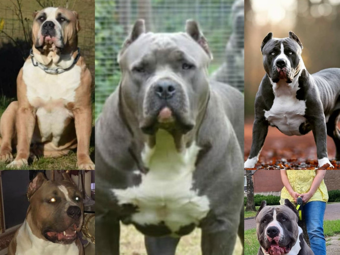 3 stunning xl bully pups available 