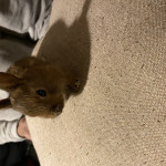 5 Rabbits For Sale