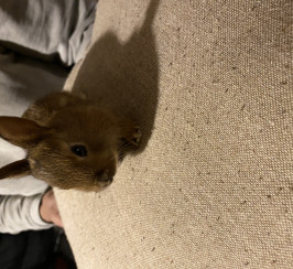 5 Rabbits For Sale