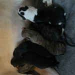 Saluki greyhound/highland whippet puppies