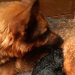 Shepadoodle puppies-gsd X standard poodle