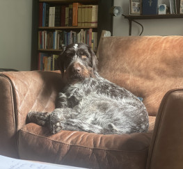 Pets  - Friendly German Wirehaired Pointer
