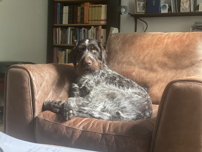 Friendly German Wirehaired Pointer