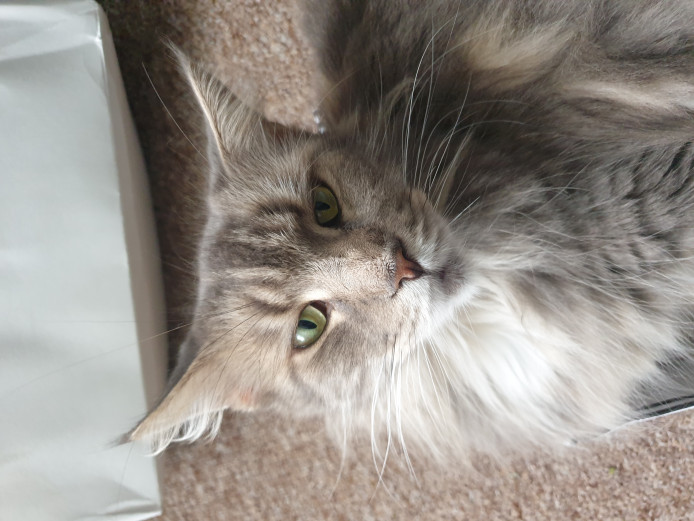 Gorgeous GCCF Registered Female Maine Coon 