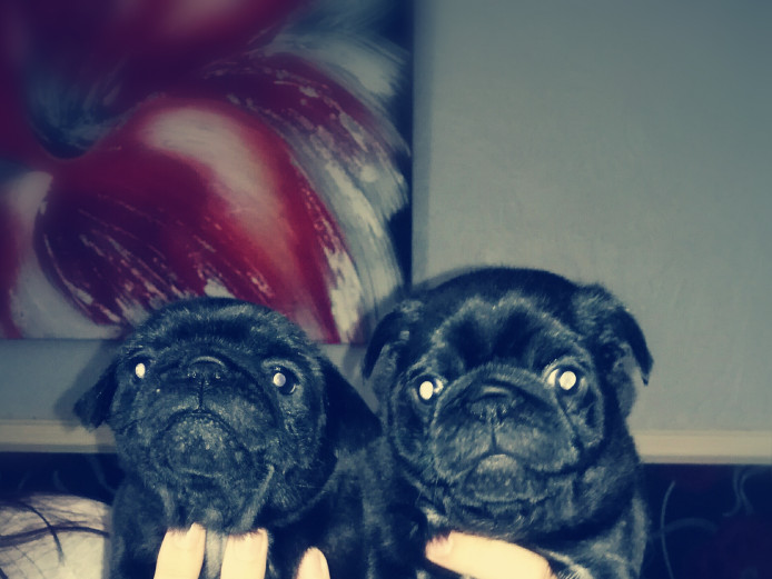 Kc registered pug puppies for sale