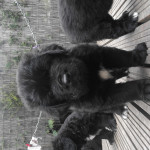 Newfoundland puppies (only four boys left)