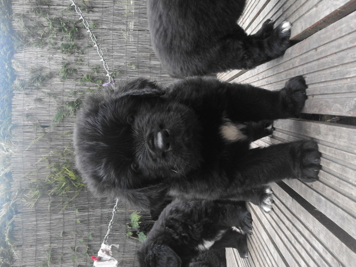 Newfoundland puppies (only four boys left)