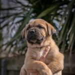 Central Asian Shepherd x Dog de Bordeaux