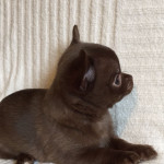 READY NOW- stunning quality chihuahua pups