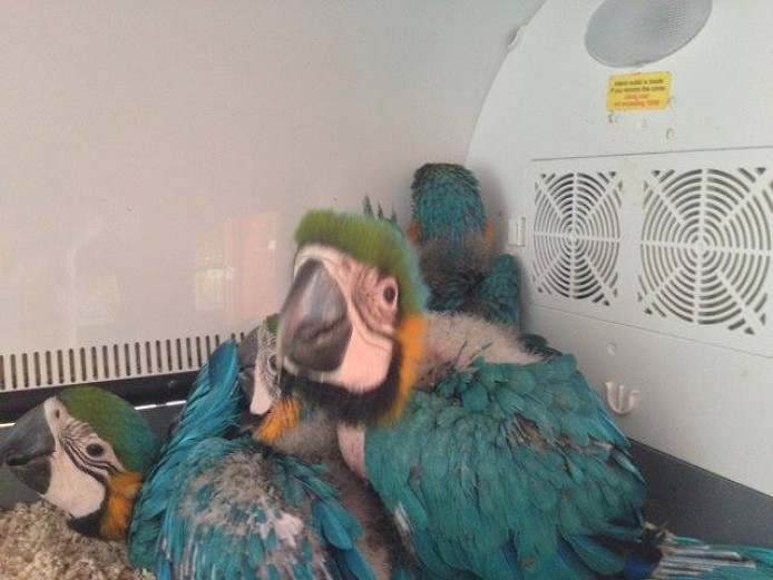 Baby Macaw available for sale