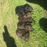 Cocker spaniel puppies