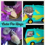 Pygmy hedgehog hoglets ready now can deliver 