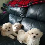 Beautiful toy multipoo puppies