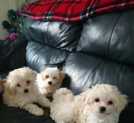 Beautiful toy multipoo puppies