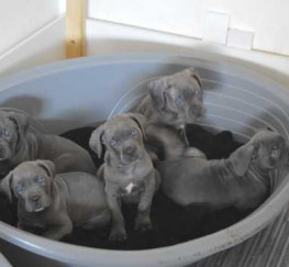 Pets  - Best Blue Cane Corso Puppies